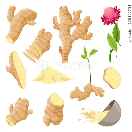 Ginger root set. Aromatic herbal spice. Food ingredient, natural herb plant, whole and sliced. Fresh and raw vegetable in cartoon flat style. Vector illustration isolated on white background Ginger root set. Aromatic herbal spice. Food ingredient, natural herb plant, whole and sliced. Fresh and raw vegetable in cartoon flat style. Vector illustration isolated on white background 126195751