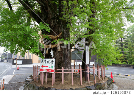 愛知県 津島神社のイチョウ 愛知県 津島神社のイチョウ 126195878