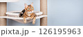 Bengal cat resting on a cat tree. 126195963
