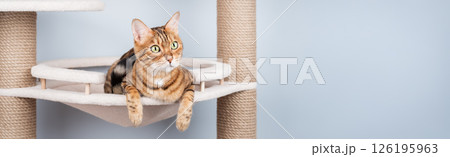 Bengal cat resting on a cat tree. Bengal cat resting on a cat tree. 126195963