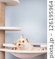 Burmese cat resting on a cat tree. 126195964