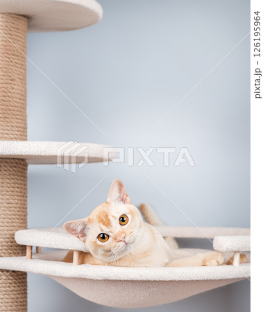 Burmese cat resting on a cat tree. 126195964