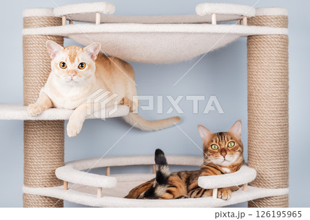Two pedigree cats are resting on a cat tree. Two pedigree cats are resting on a cat tree. 126195965