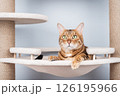 Bengal cat resting on a cat tree. 126195966