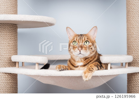 Bengal cat resting on a cat tree. Bengal cat resting on a cat tree. 126195966