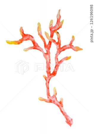 Red and yellow coral branch. Watercolor hand drawn illustration of tropical reef flora. Great for marine projects, ocean decor, children's designs, diving themes, beach visuals and summer prints 126196098