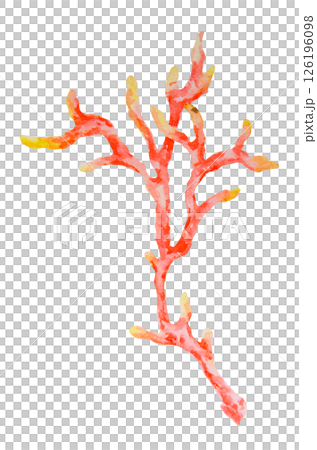 Red and yellow coral branch. Watercolor hand drawn illustration of tropical reef flora. Great for marine projects, ocean decor, children's designs, diving themes, beach visuals and summer prints 126196098