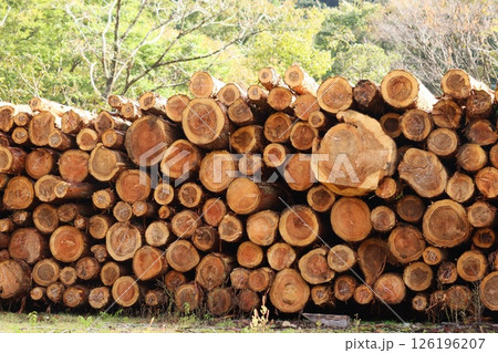 材木置き場　伐採　一時保管　丸太 126196207