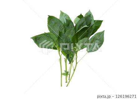 モロヘイヤ 白背景 126196271