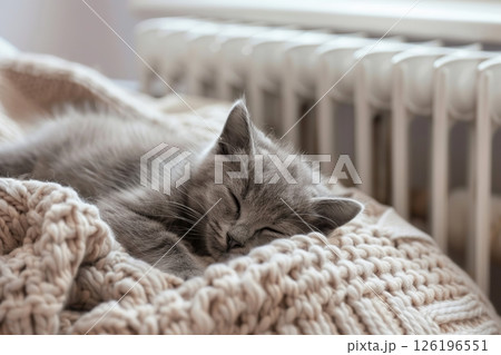 Fluffy young little cat relaxing on warm radiator with plaid against white wall. Gray kitten is sleeping in funny pose. Cold season. Banner for website. Pet cat warming up near heater. Heating. 126196551