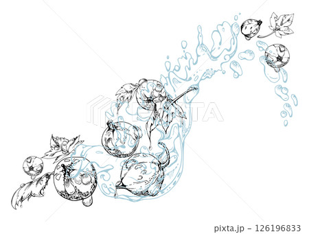 Currant gooseberry flying in water splash with leaves and dew drops, ripe garden berry juneberry casseille jostaberry. Isolated illustration hand drawn in vector ink. Cafe menu, farmers market grocery 126196833