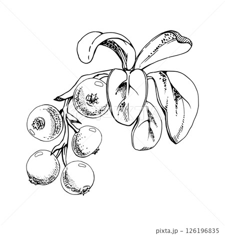 Cranberry lingonberry on branch with green leaves, vector hand drawn in ink, ripe forest berry bearberry teaberry wintergreen cluster group. Isolated botanical illustration, for menu, farmers market 126196835