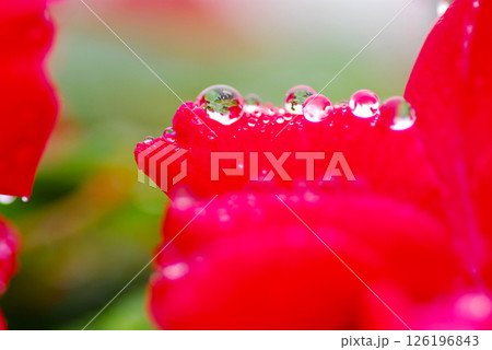雨の日 赤いバラの花びらに雨粒がきれい クローズアップ 雨の日 赤いバラの花びらに雨粒がきれい クローズアップ 126196843