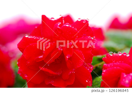 雨の日 赤いバラの花びらに雨粒がきれい クローズアップ 雨の日 赤いバラの花びらに雨粒がきれい クローズアップ 126196845