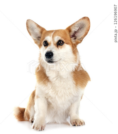 Pembroke Welsh Corgi Pembroke Welsh Corgi 126196907