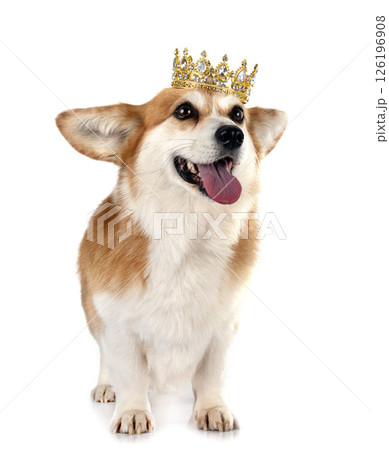 Pembroke Welsh Corgi Pembroke Welsh Corgi 126196908