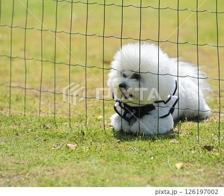 モフ会にて モフ会にて 126197002