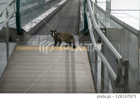 動く歩道を利用するハクビシン 126197071