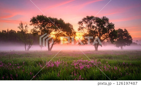 Pink sunrise over misty fields and trees 126197487