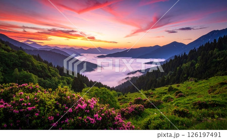 Pink sunrise over a valley with beautiful flowers and thick fog Pink sunrise over a valley with beautiful flowers and thick fog 126197491