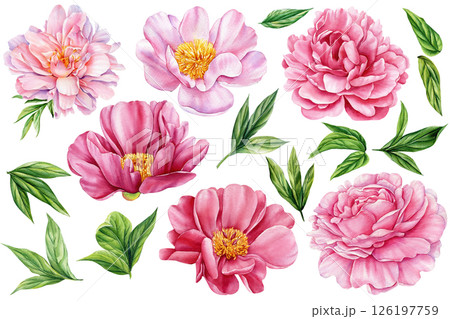 Watercolor peony flower clipart set with green leaves, pink botanical floral elements, spring wedding DIY, printable flower art 126197759