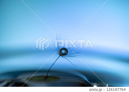 たんぽぽの綿毛に乗った水滴 126197764