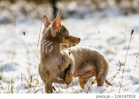 Little dog on snow 126197858