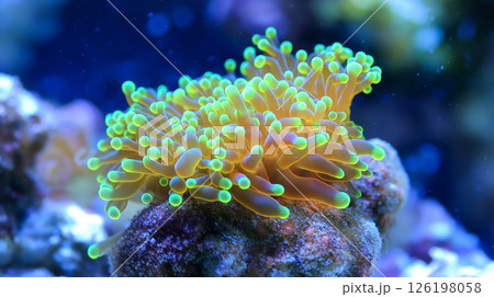 Colorful coral reef structure under the sea 126198058