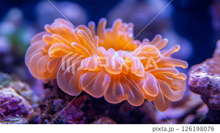 Bright coral thriving in vibrant underwater habitat filled with diverse marine life Bright coral thriving in vibrant underwater habitat filled with diverse marine life 126198076