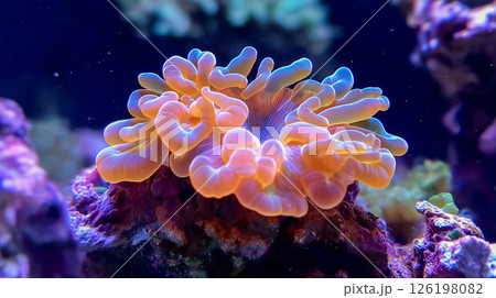 Colorful coral reefs in a vibrant underwater ecosystem 126198082