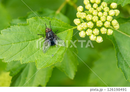 Green leaf with a housefly resting next to cluster of yellow flower buds. Top view. Close up. 126198491