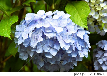 雨粒が踊る、朝の青い紫陽花 雨粒が踊る、朝の青い紫陽花 126198824
