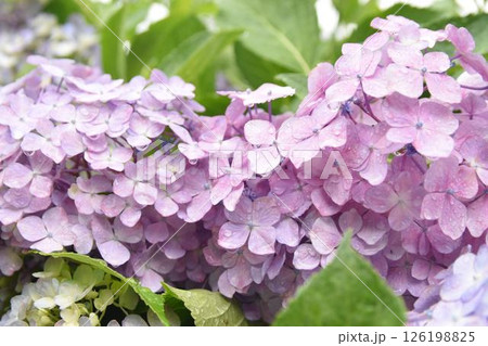 淡い紫・ピンクが瑞々しい紫陽花と雨の雫 淡い紫・ピンクが瑞々しい紫陽花と雨の雫 126198825