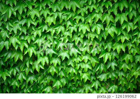 Lush green leaves of Vichi vine close up 126199062