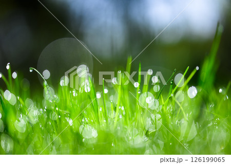 Natural background with young leaves of green grass 126199065
