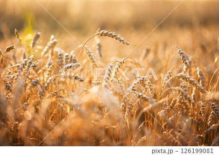 Wheat ears glowing under golden sunset light on a dry farmland field 126199081
