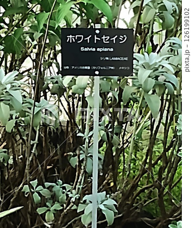 筑波実験植物園のホワイトセイジ 126199102