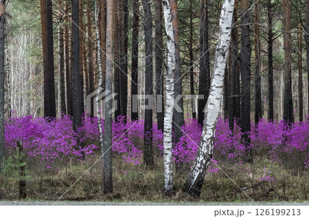 Beautiful spring landscape with pink flowers of Daurian Rhododendron in the forest and pine trees Beautiful spring landscape with pink flowers of Daurian Rhododendron in the forest and pine trees 126199213