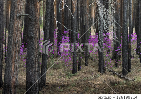Beautiful spring landscape of flowering bush of purple Daurian Rhododendron in the forest along the asphalt road. Spring in the forest. Beautiful spring landscape of flowering bush of purple Daurian Rhododendron in the forest along the asphalt road. Spring in the forest. 126199214