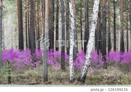 Beautiful spring landscape of flowering bush of purple Daurian Rhododendron in the forest along the asphalt road. 126199216
