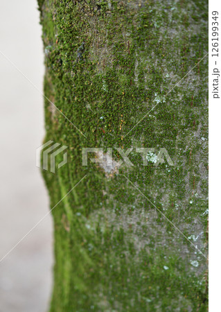 フランス、パリ。チュイルリー公園の木の幹。2025年1月19日撮影。 フランス、パリ。チュイルリー公園の木の幹。2025年1月19日撮影。 126199349