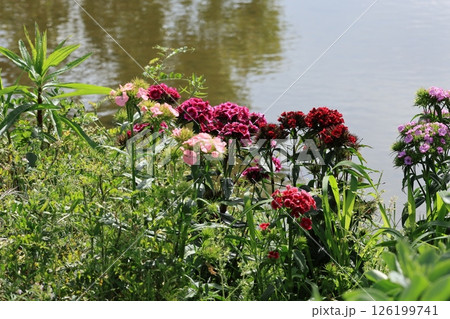 花と池 花と池 126199741