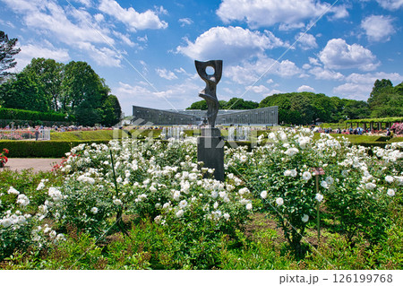 東京都　神代植物公園　バラ園　春バラの季節 126199768