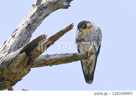 木の陰で羽繕いをするハヤブサ 木の陰で羽繕いをするハヤブサ 126199965