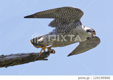 羽を細めて飛び出すハヤブサ 羽を細めて飛び出すハヤブサ 126199966