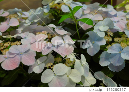 アジサイの接写 126200337