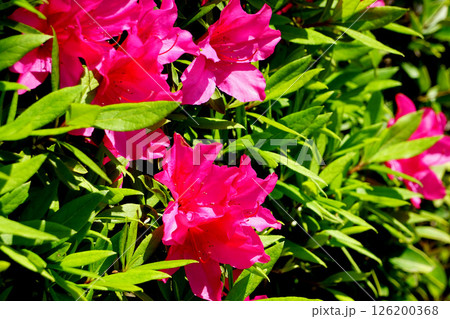 オオムラサキ  ツツジ 126200368