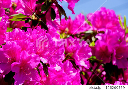オオムラサキ　ツツジ 126200369