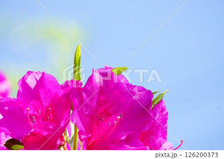 オオムラサキ　ツツジ 126200373