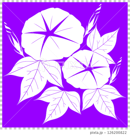 Morning glory illustration 126200822